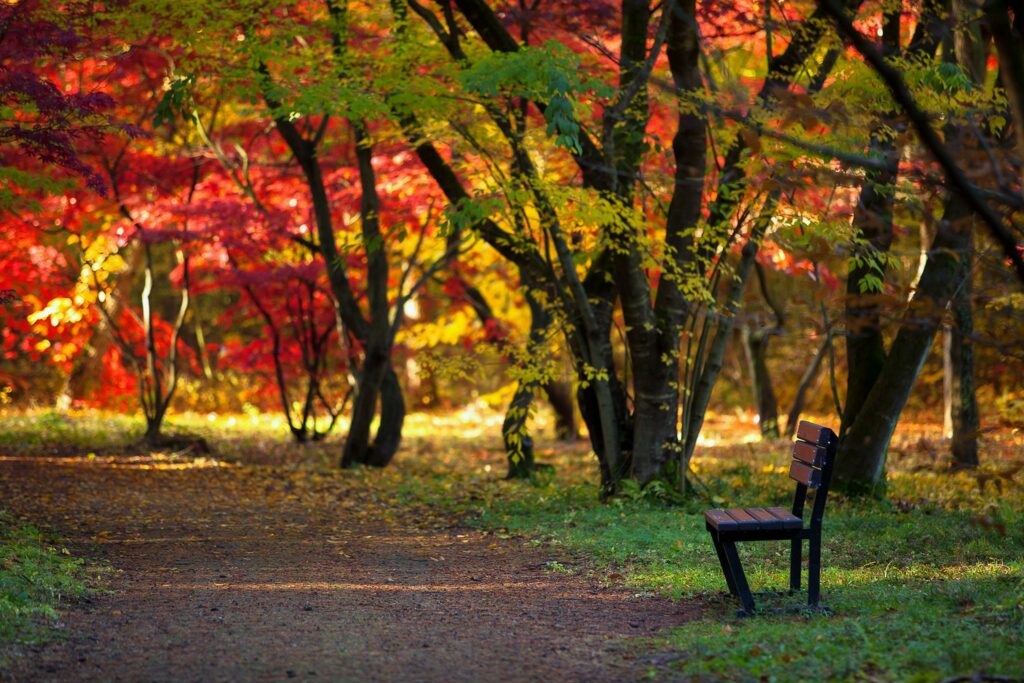 Arboretum w Rogowie - pomysł na wycieczkę jesienią